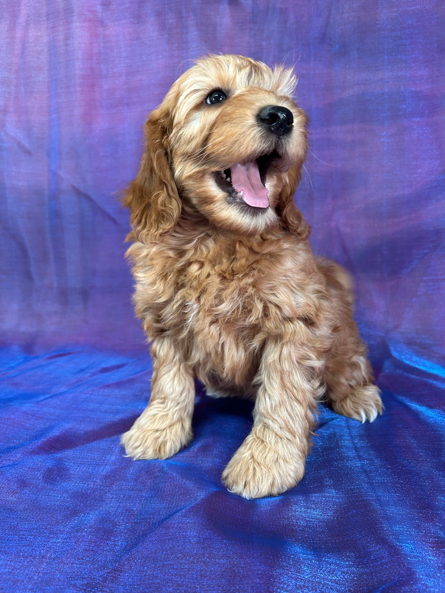 Male F1b Mini Goldendoodle for Sale in Iowa DOB 1-25-2025